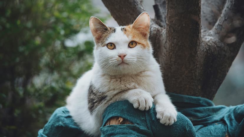 What Is ImageNet?