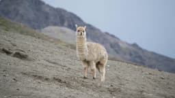 How to Download LLaMA from Hugging Face